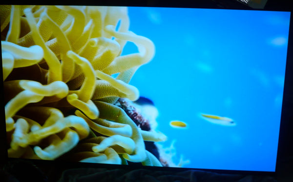 USED SONY_XR65A80L TV, LIGHT USE, WITH STAND (REFURBISHED)